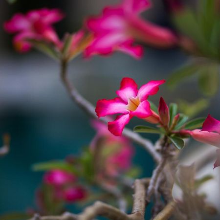La Bella Vita Residence Seminyak  Ngoại thất bức ảnh